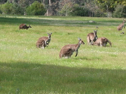 kangaroo, kangaroos, project-achieved, james ferguson